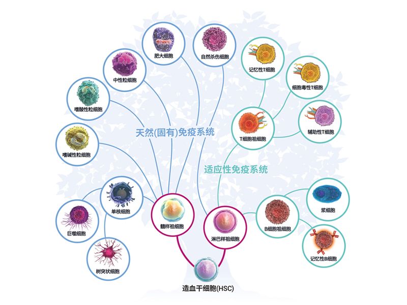 Read more about the article PeproTech免疫系统及细胞