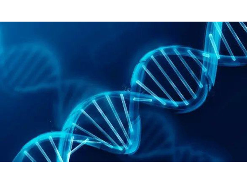 Read more about the article 重组Long R3 IGF-I 显著提高重组蛋白产量