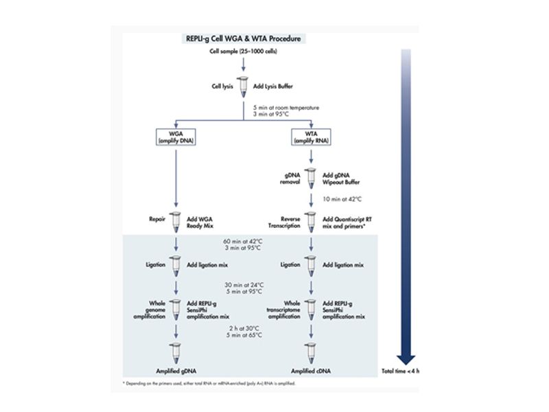 Read more about the article 实验利器：同时扩增全基因组和全转录组