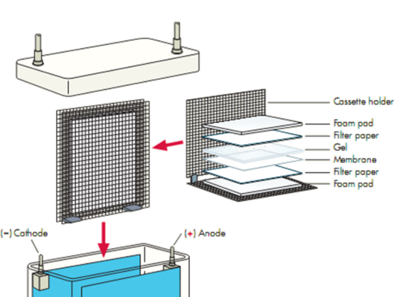 Read more about the article Western转膜实用技巧，赶紧Get起来！