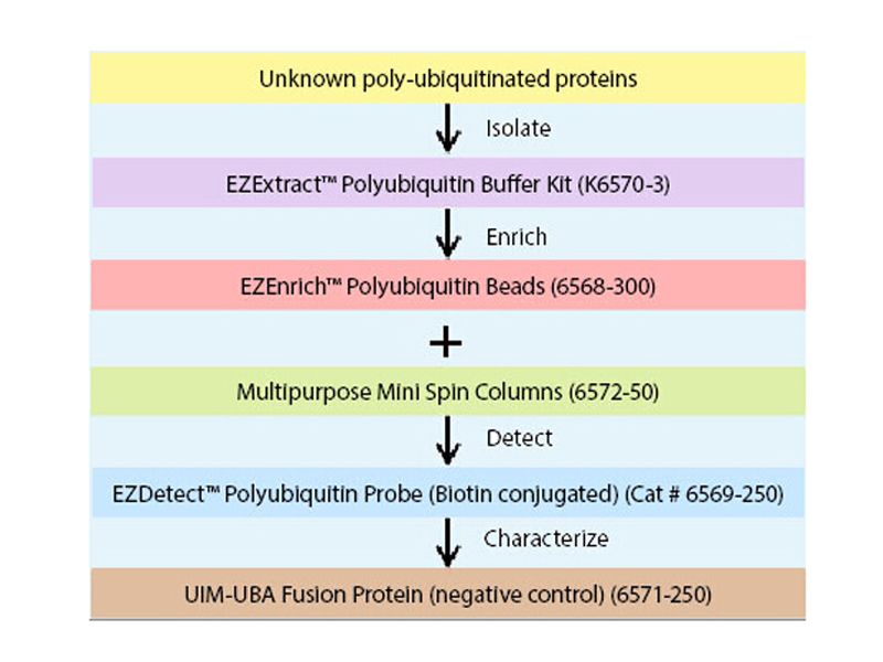Read more about the article BioVision的多泛素化蛋白分离/富集/检测试剂盒
