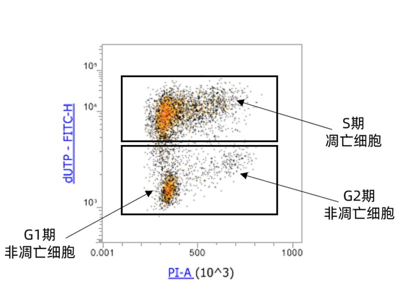 Read more about the article 联科自主TUNEL细胞凋亡检测试剂盒