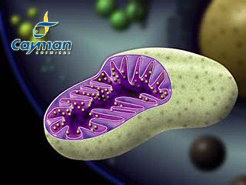 Read more about the article Cayman相关推荐：线粒体健康与细胞稳态