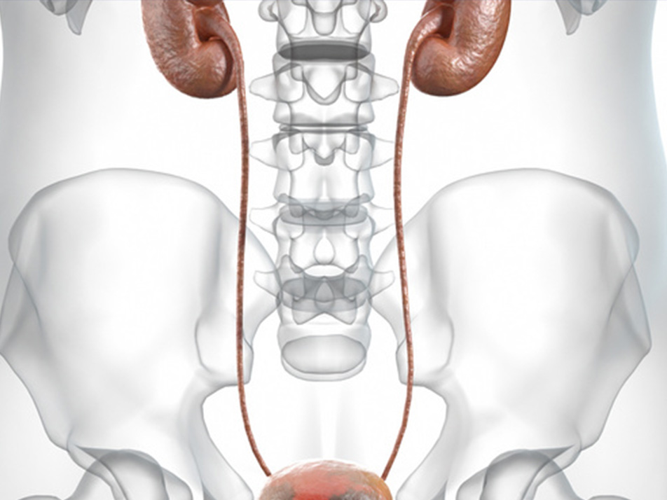 Read more about the article 文献分享 | 联科凋亡产品助力前列腺炎增生机制研究