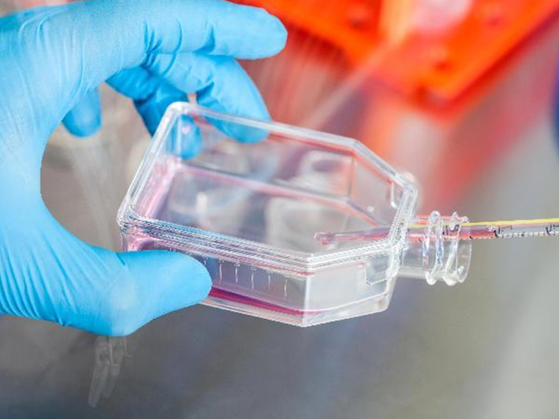 Read more about the article 揭秘昆虫细胞培养：生物实验室的秘密武器